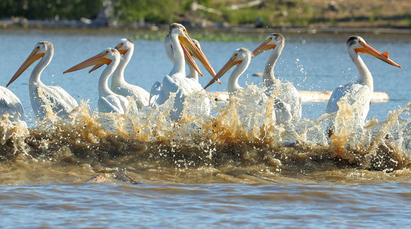 Pelicans in the Waves Print
