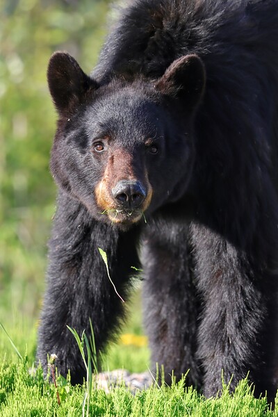 Black Bear Staredown by Daniel Pekar Photography