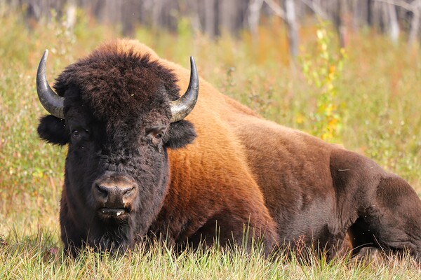 Friendly Giant   Wood Bison by Daniel Pekar Photography