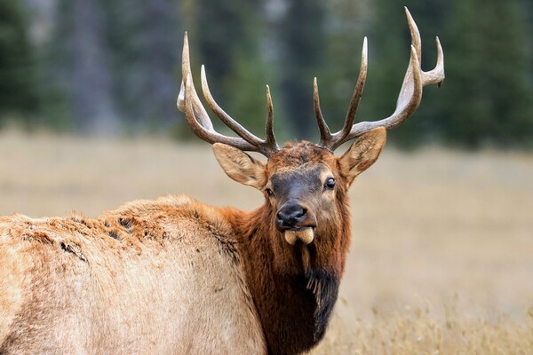 Elk Staredown by Daniel Pekar Photography