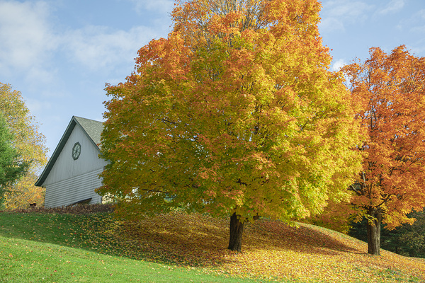 Autumn Classic Maples Print