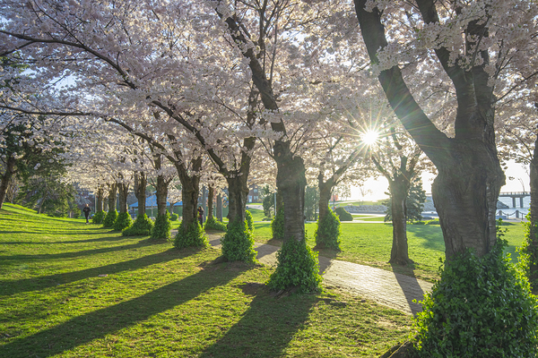 Morning Spring Freshness by Daniel Pekar Photography