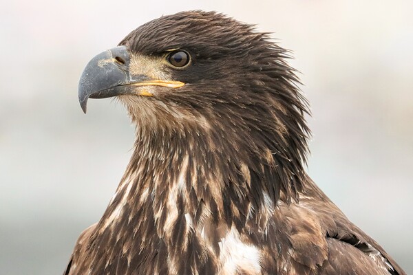 Juvenile Bald Eagle Portrait Print