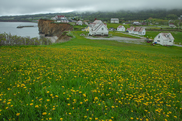 Perce dandelion field by Daniel Pekar Photography