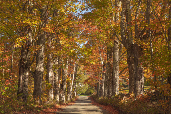 Lovers Lane Autumn Splendor by Daniel Pekar Photography