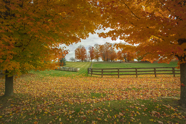 Tranquil Autumn Maple Vibrancy  by Daniel Pekar Photography