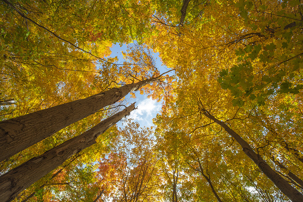 Forest Magical Autumn Glow Print