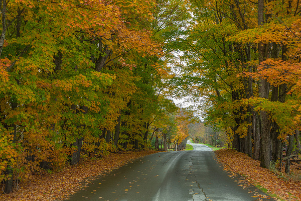 Colebrook Autumn Road Print
