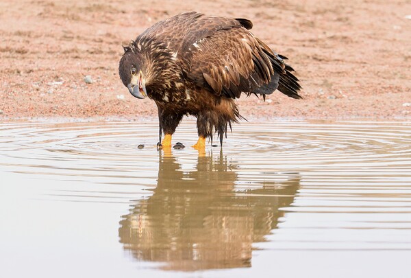 Juvenile Bald Eagle Reflection Print