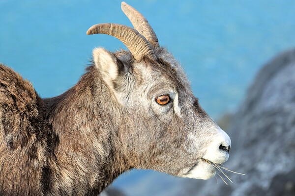 Mountain Ram Portrait by Daniel Pekar Photography