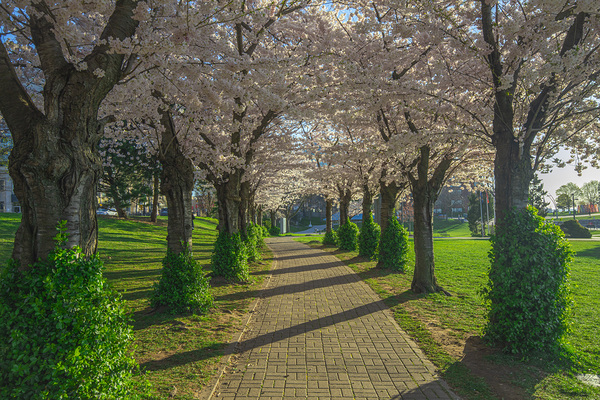 Cherry Blossom Pathway during sunrise by Daniel Pekar Photography
