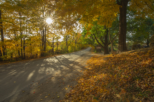 Howells Autumn Road Print