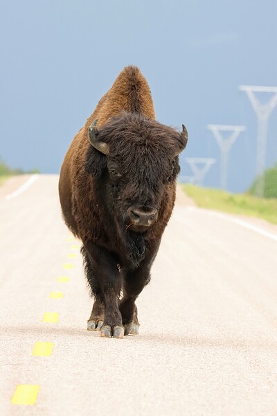 Big Boss of the Road   Wood Bison Print