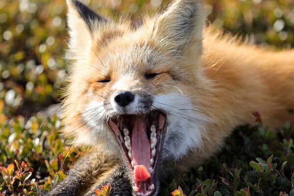 Fox Yawning Print