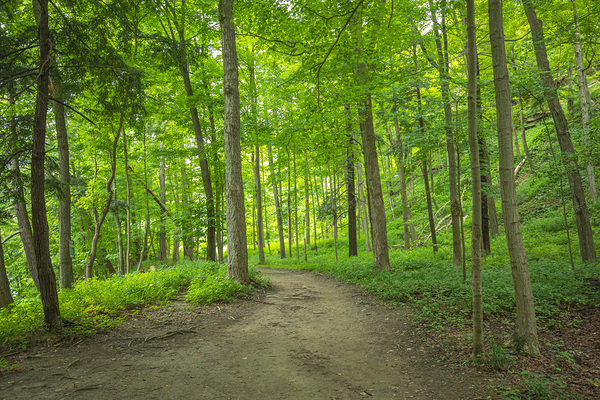 Summer fresh forest glow by Daniel Pekar Photography