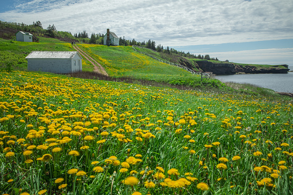 Bonaventure Dandelion Carpet Print