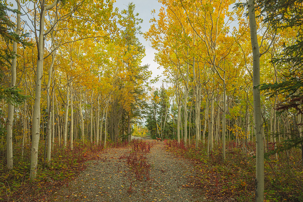 Northern Autumn Serenity Print