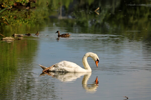Swan Mirror reflections by Daniel Pekar Photography