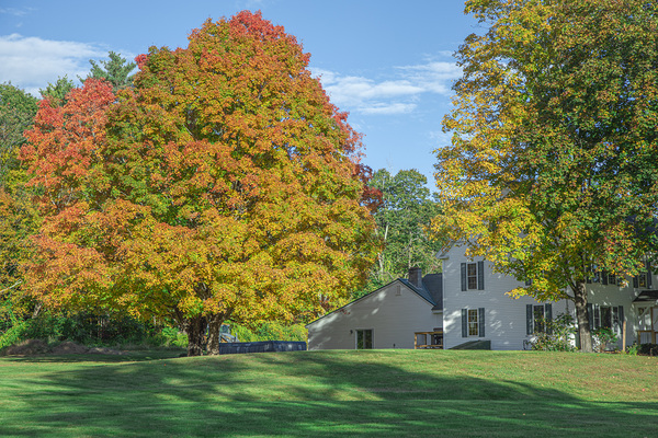 Autumn Maple Magic Print