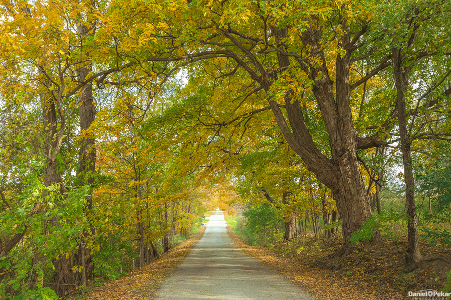Rural Niagara Autumn Path  Imprimer