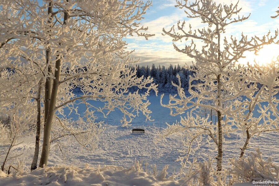 Winter wonderland frost  Print