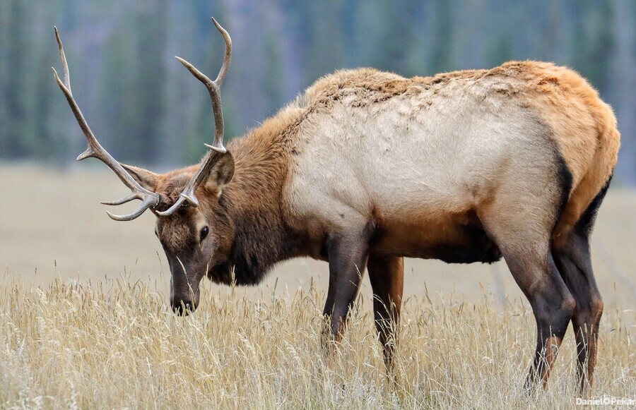 Jasper Elk  Print