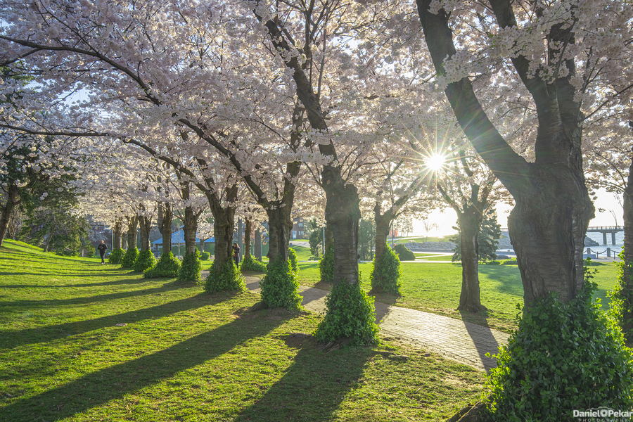 Morning Spring Freshness  Print