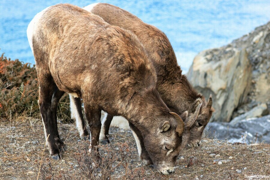 Young Mountain Rams  Print