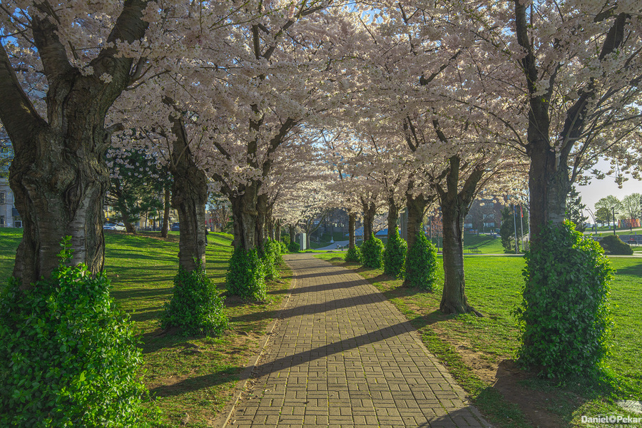 Cherry Blossom Pathway during sunrise  Print