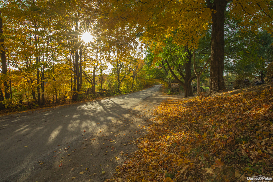 Howells Autumn Road  Print