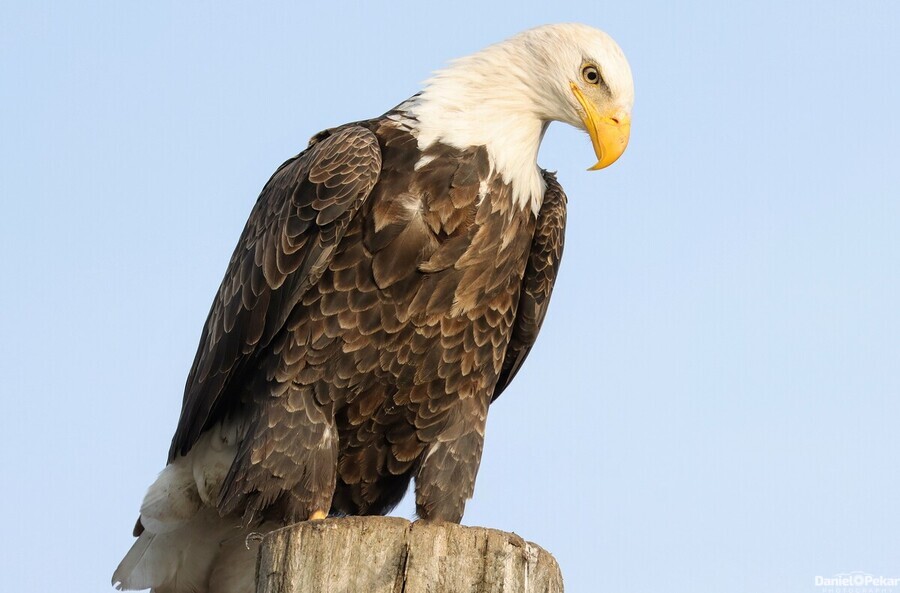 Bald Eagle portrait  Print