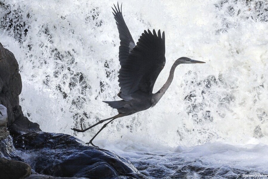 Blue Heron flight Takeoff  Print