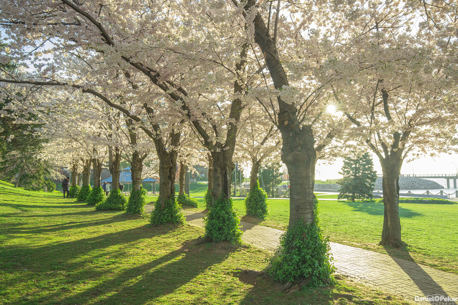 Spencer Park Cherry Blossom Splendor  Print