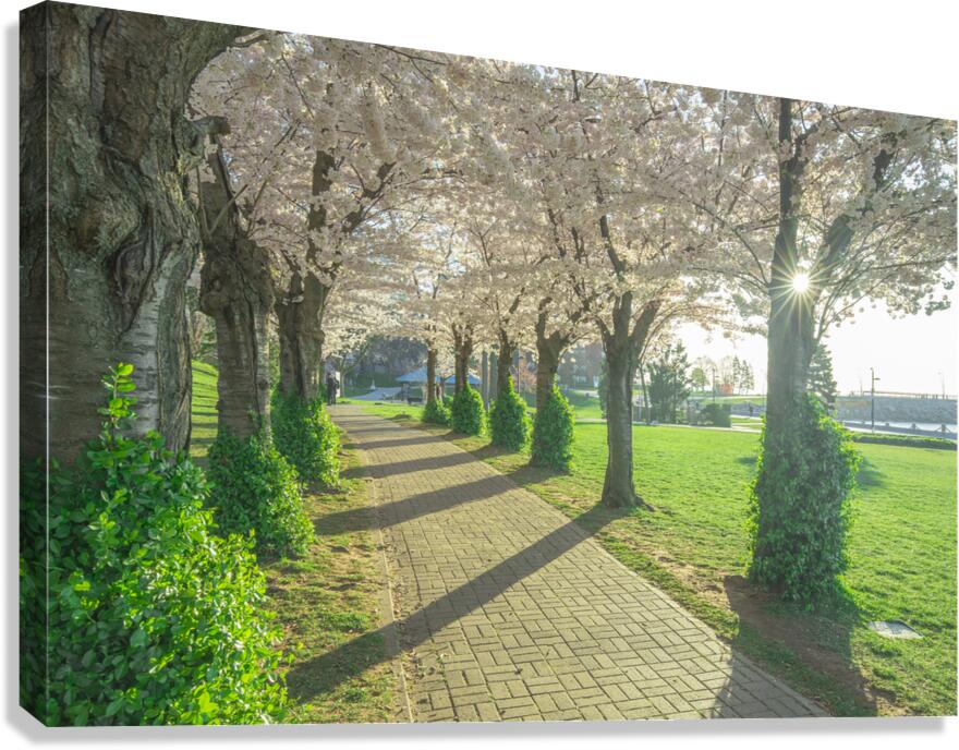 Cherry Blossom Pathway Canvas Print