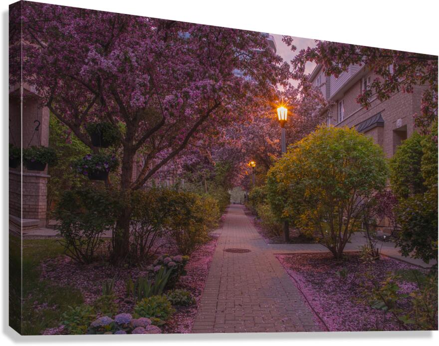 Crab apple blossom pathway Canvas Print