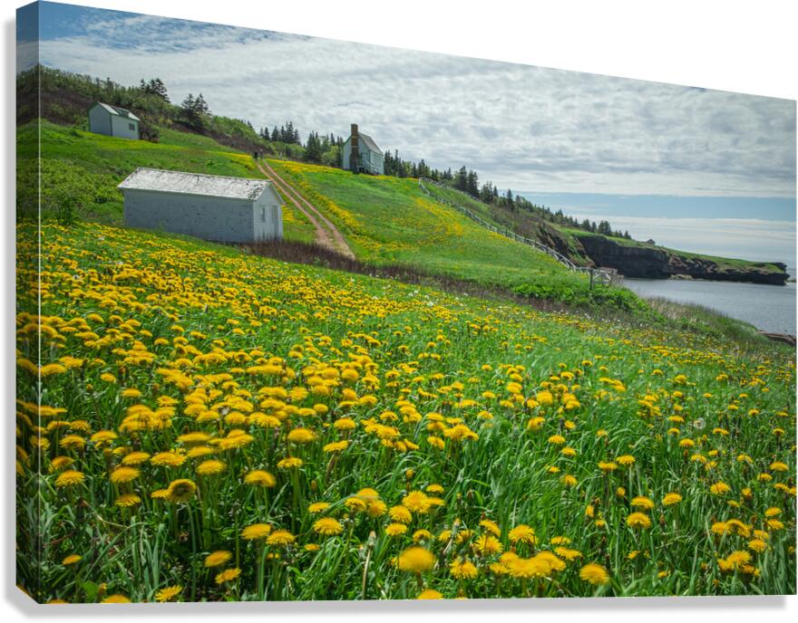 Bonaventure Dandelion Carpet Canvas Print