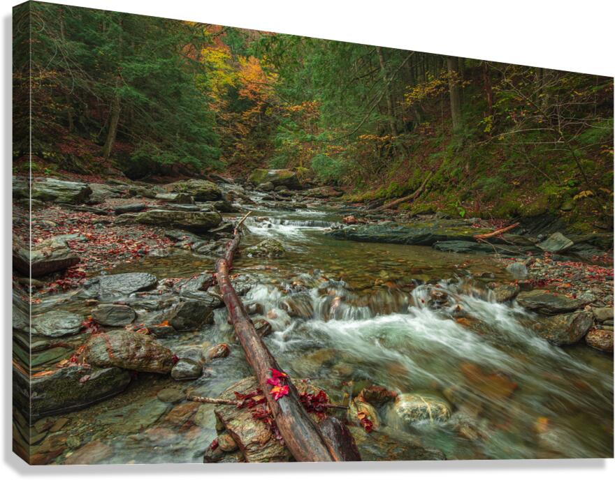 Autumn Forest Stream Canvas Print