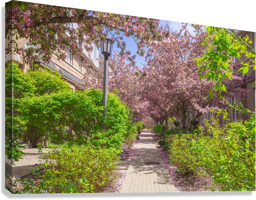 Dreamy Spring Path Canvas Print