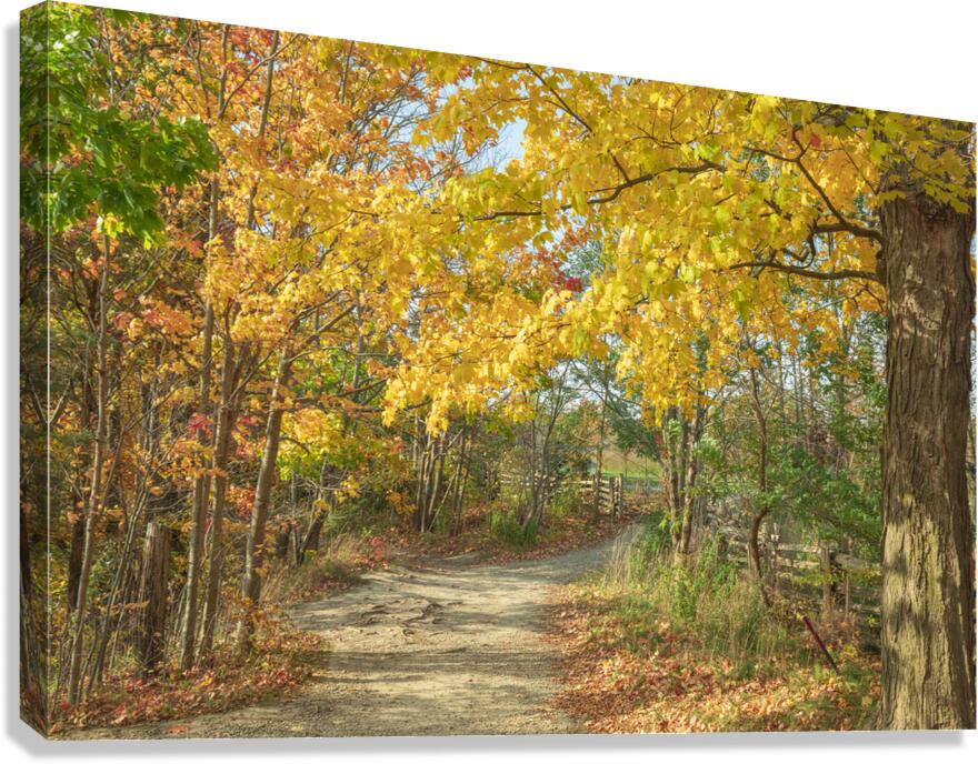Decew Falls Autumn Trail Canvas Print