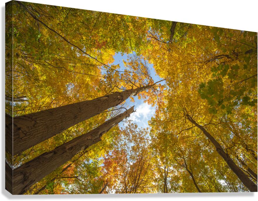 Forest Magical Autumn Glow Canvas Print