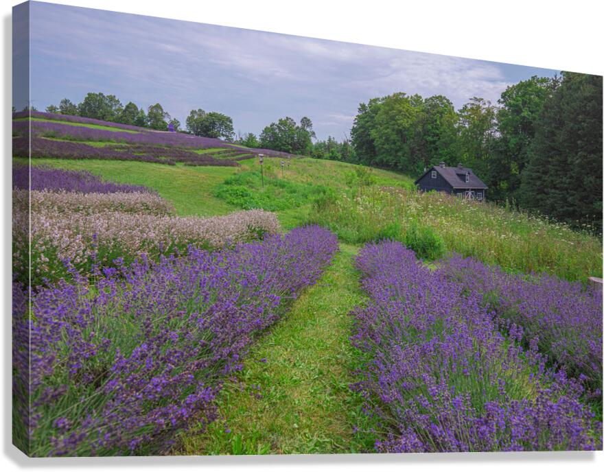 Lavender Field Dreams Canvas Print