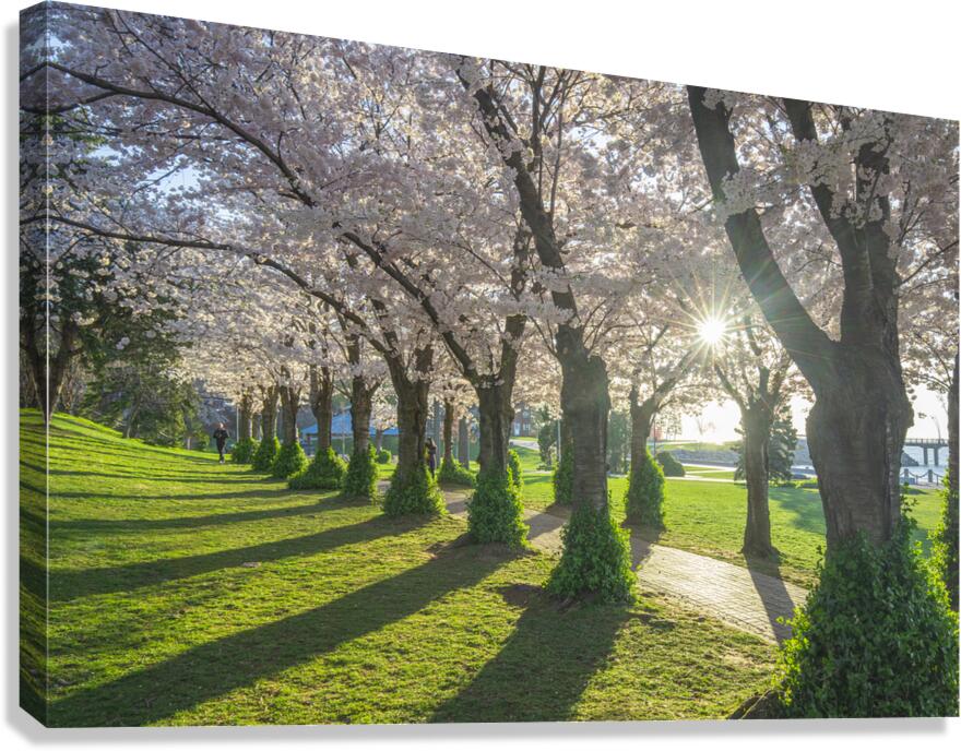Morning Spring Freshness Canvas Print