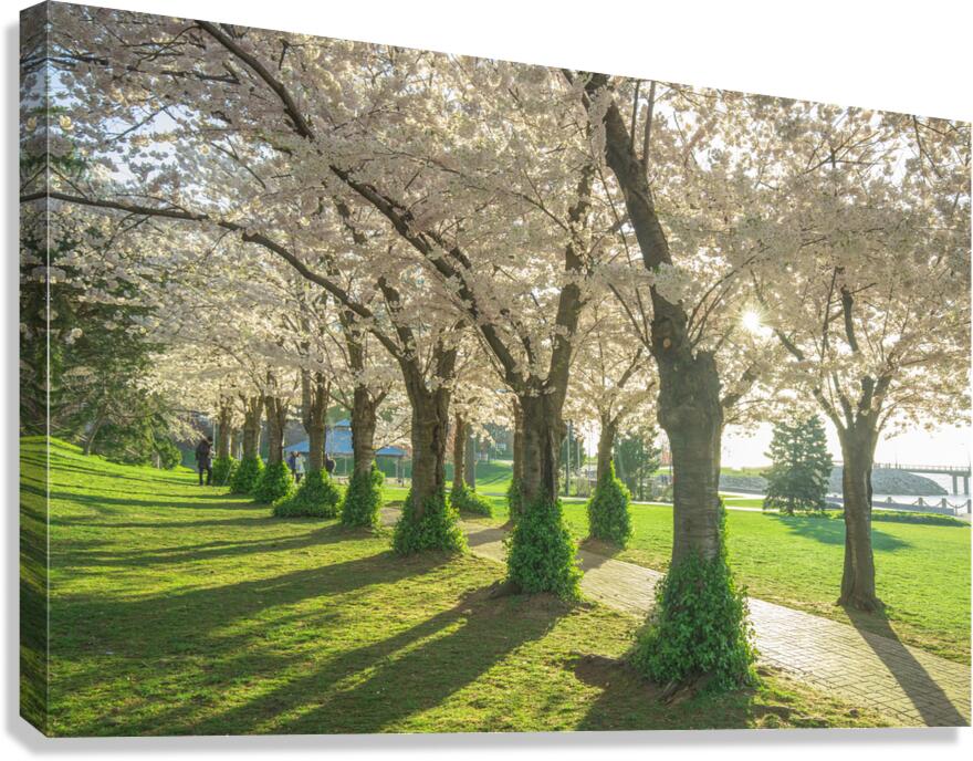 Spencer Park Cherry Blossom Splendor Canvas Print