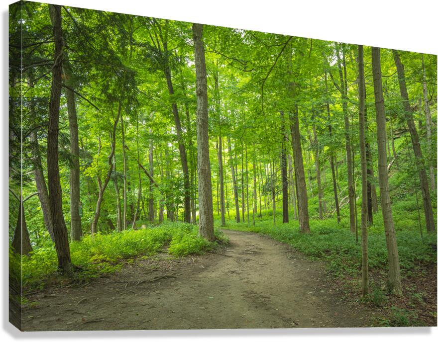 Summer fresh forest glow Canvas Print