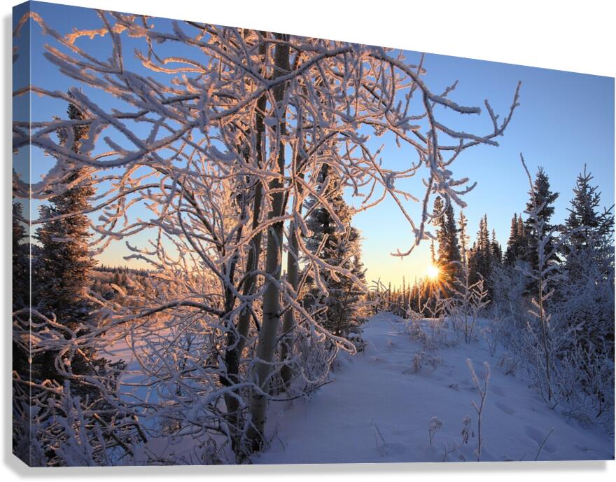 Winter Morning Frost Sunburst Canvas Print