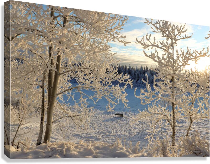 Winter wonderland frost Canvas Print