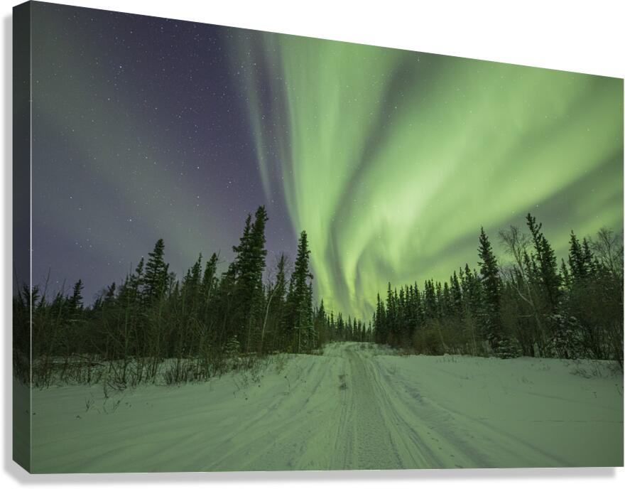 Light up the path Canvas Print