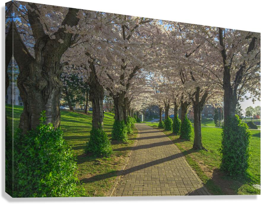 Cherry Blossom Pathway during sunrise Canvas Print