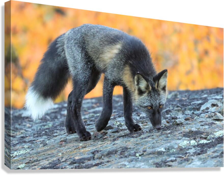 Autumn Crossfox Canvas Print