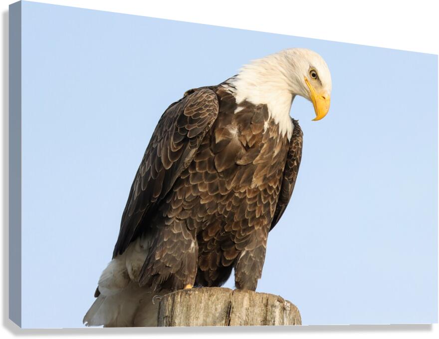 Bald Eagle portrait Canvas Print
